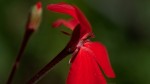 Terciopelo rojo