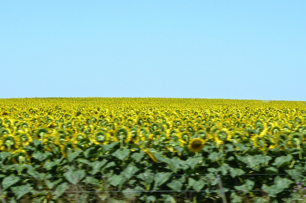 Los girasoles del campo se unen con el cielo