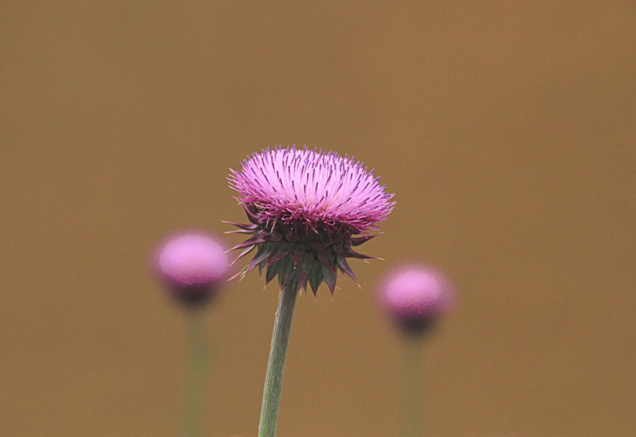 satelites de flor