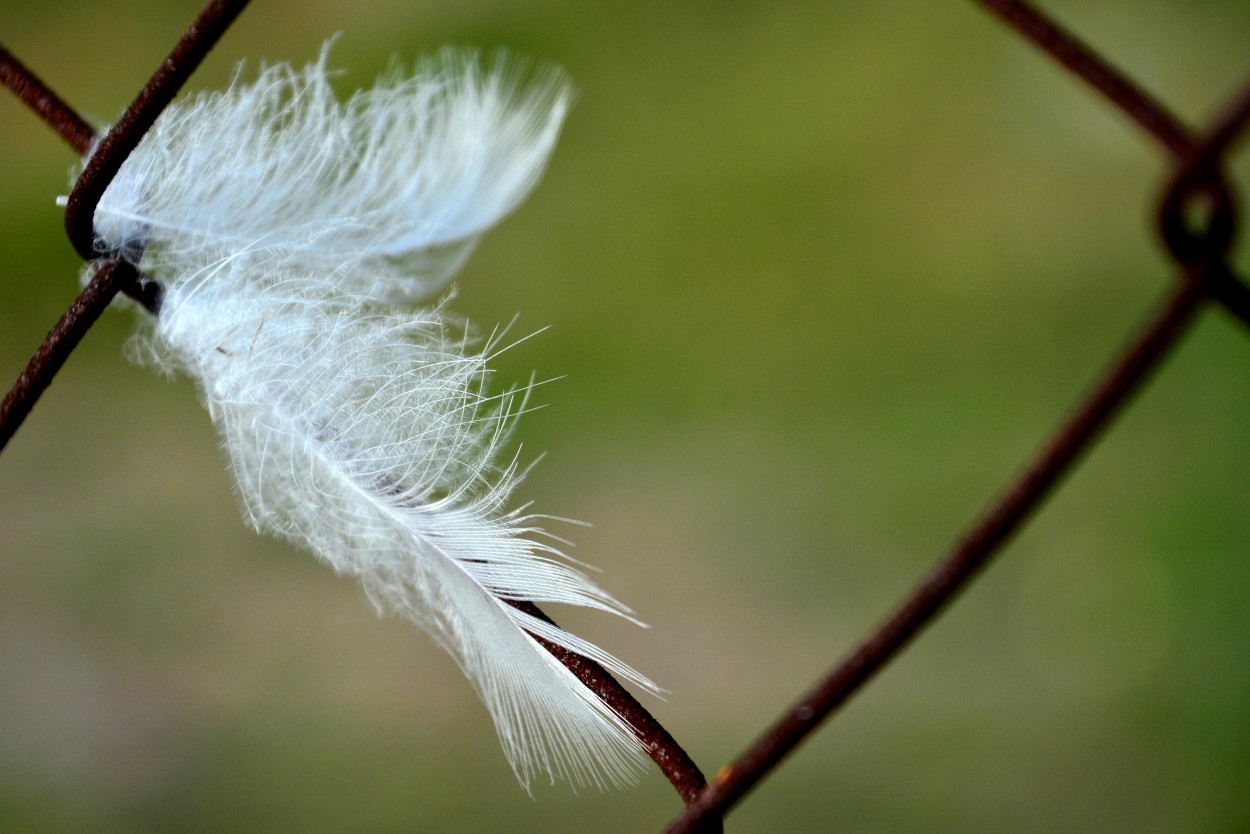 huellas de un angel...