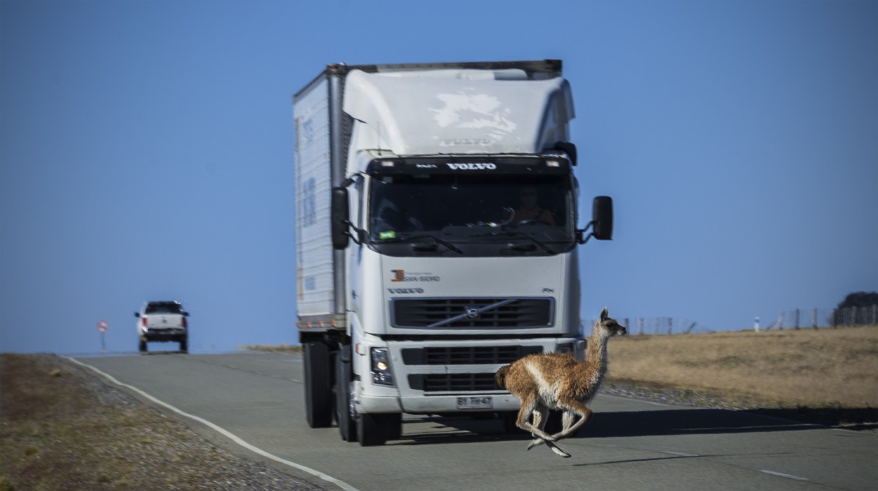 Guanaco al limite