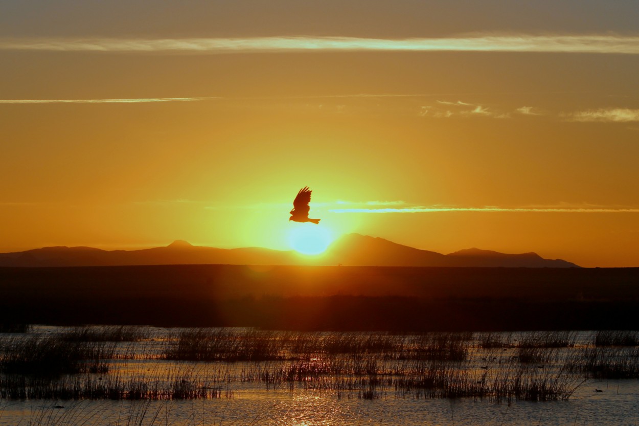 El primer vuelo al amanecer .