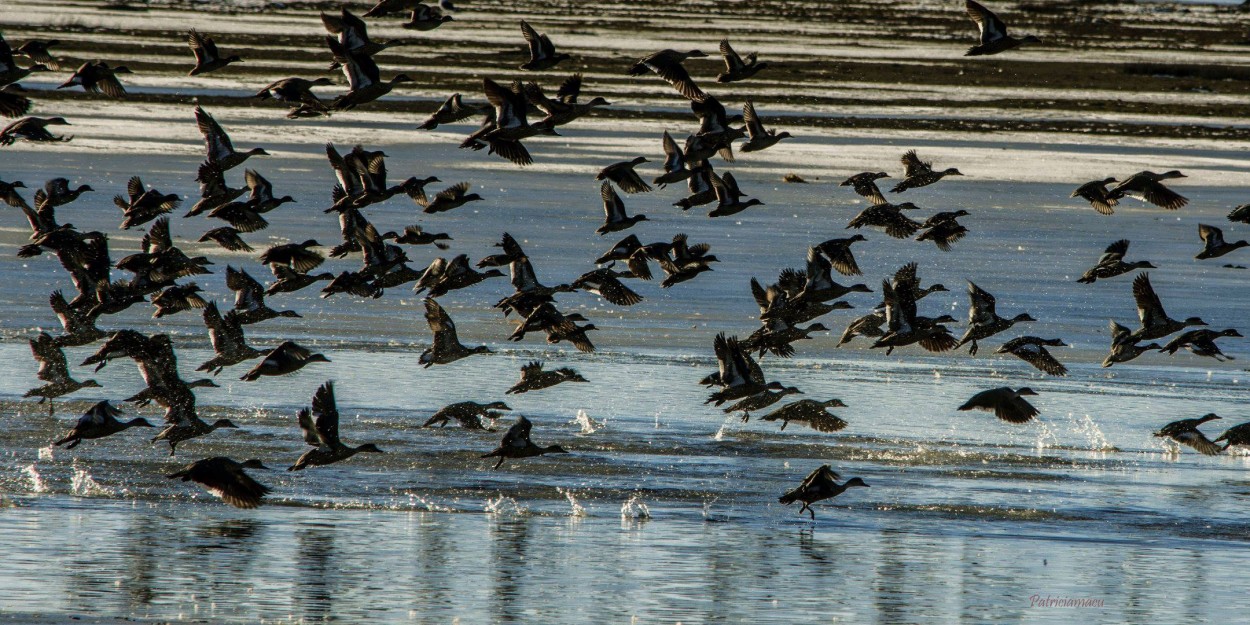 El vuelo