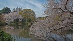 Shinjuku Gyoen