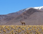 Habitante de la puna