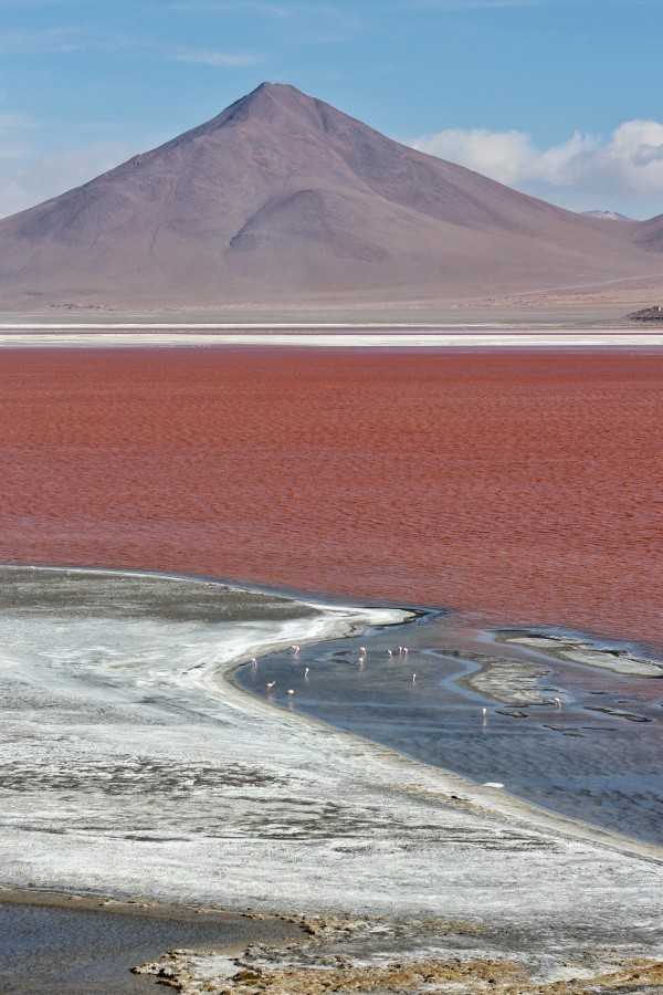 Flamencos en la laguna colorada