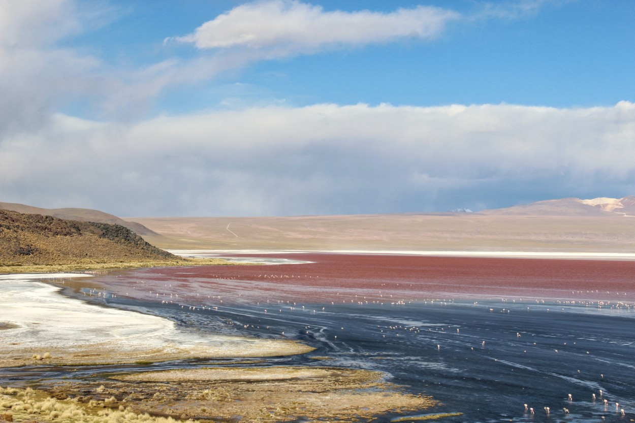 Flamenos en la laguna colorada