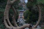 Japn, Arbol circular en parque de Ueno 