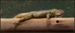 El descanso de la iguana