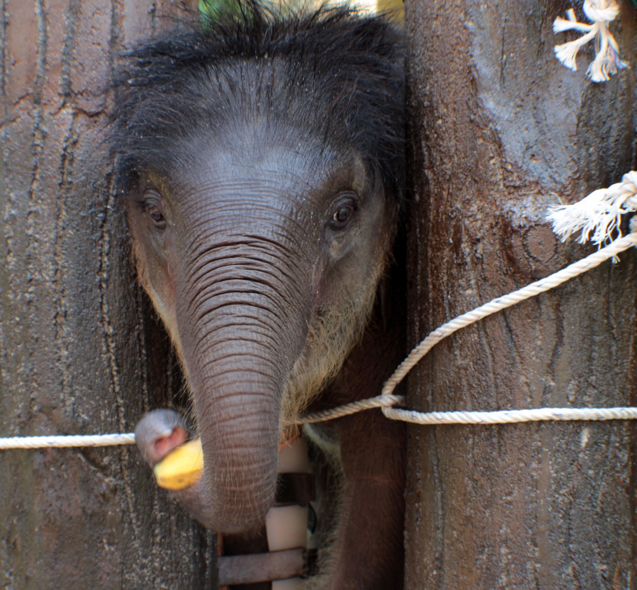 El Bebe Elefante