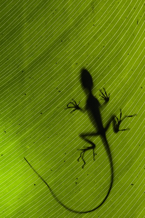 SHADOW OF ANOLIS