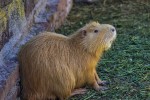 Coypus myocastor