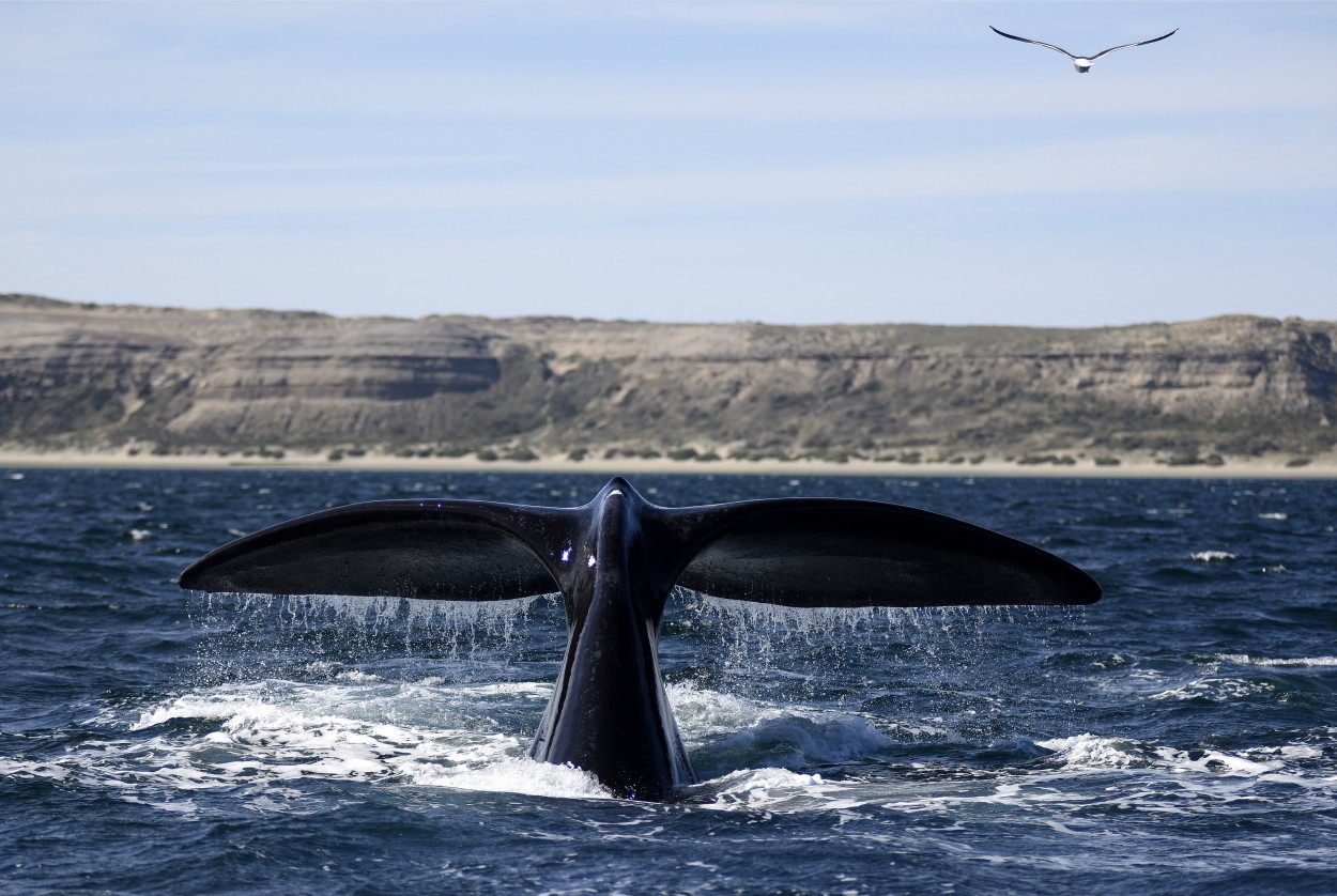 Ballena austral