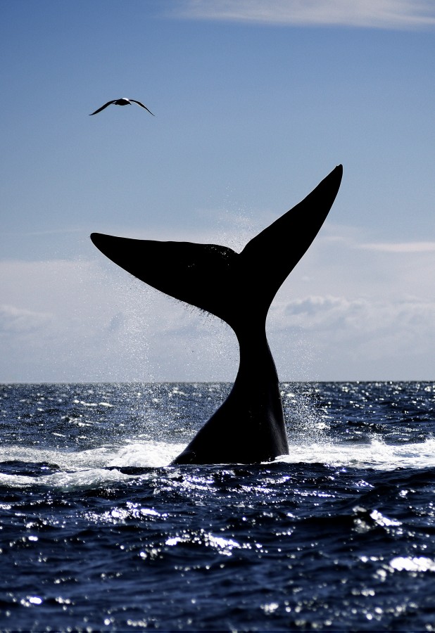 Ballena y gaviota 2