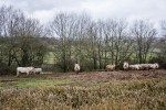 Vacas de Francia