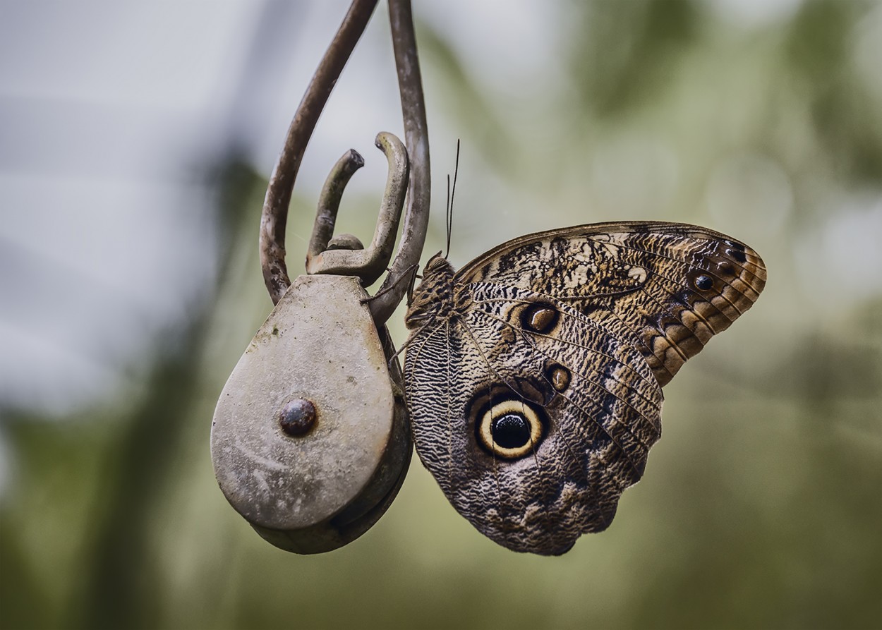 Mariposa Atlas