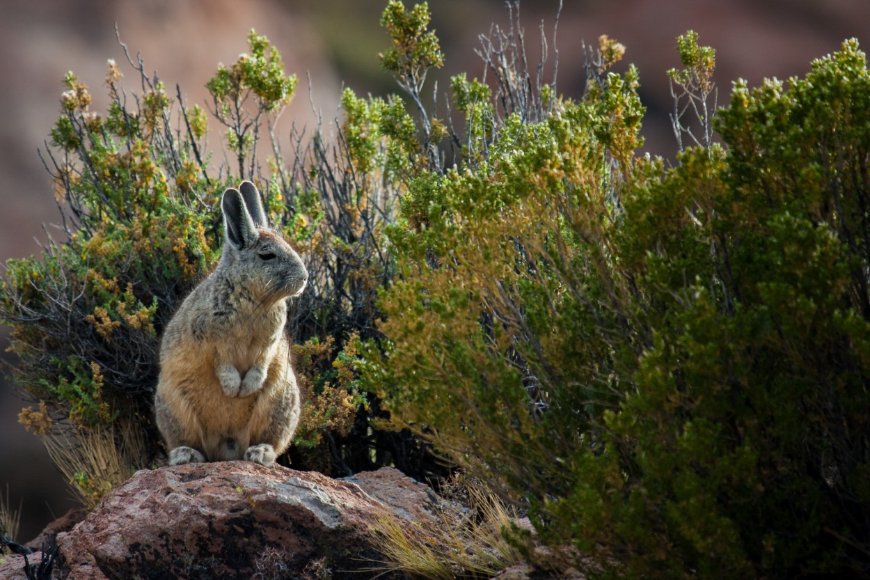 Viscacha vigilando