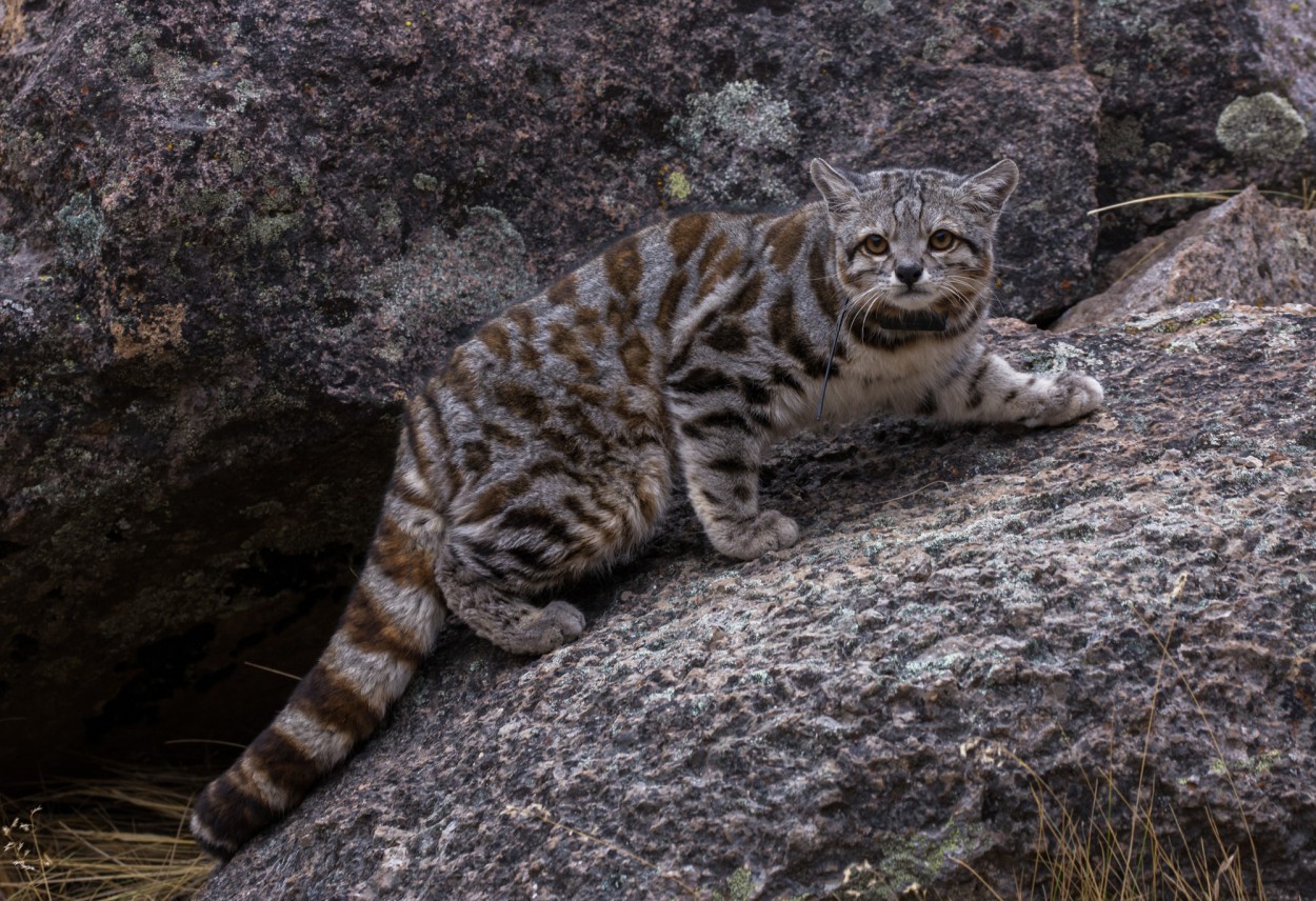 El gato de los Andes