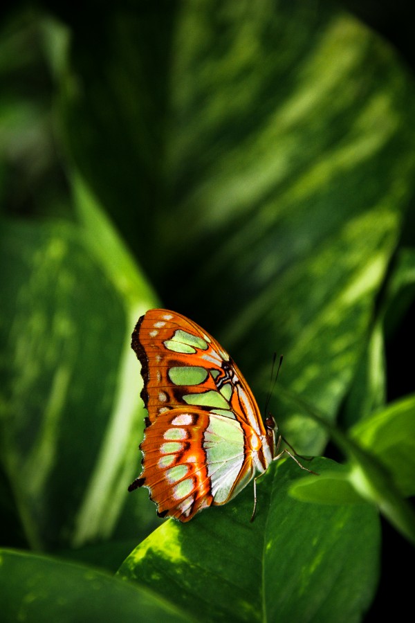 Mariposa