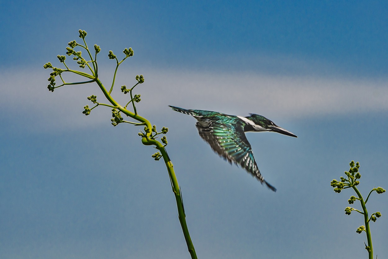 Martn pescador volando