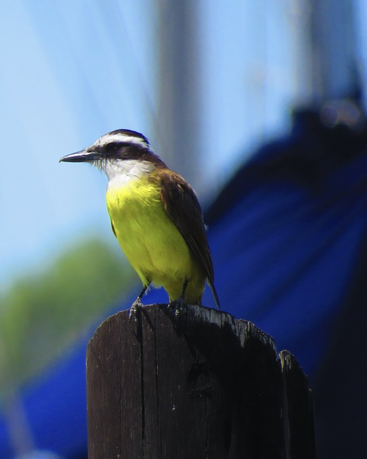 Observador