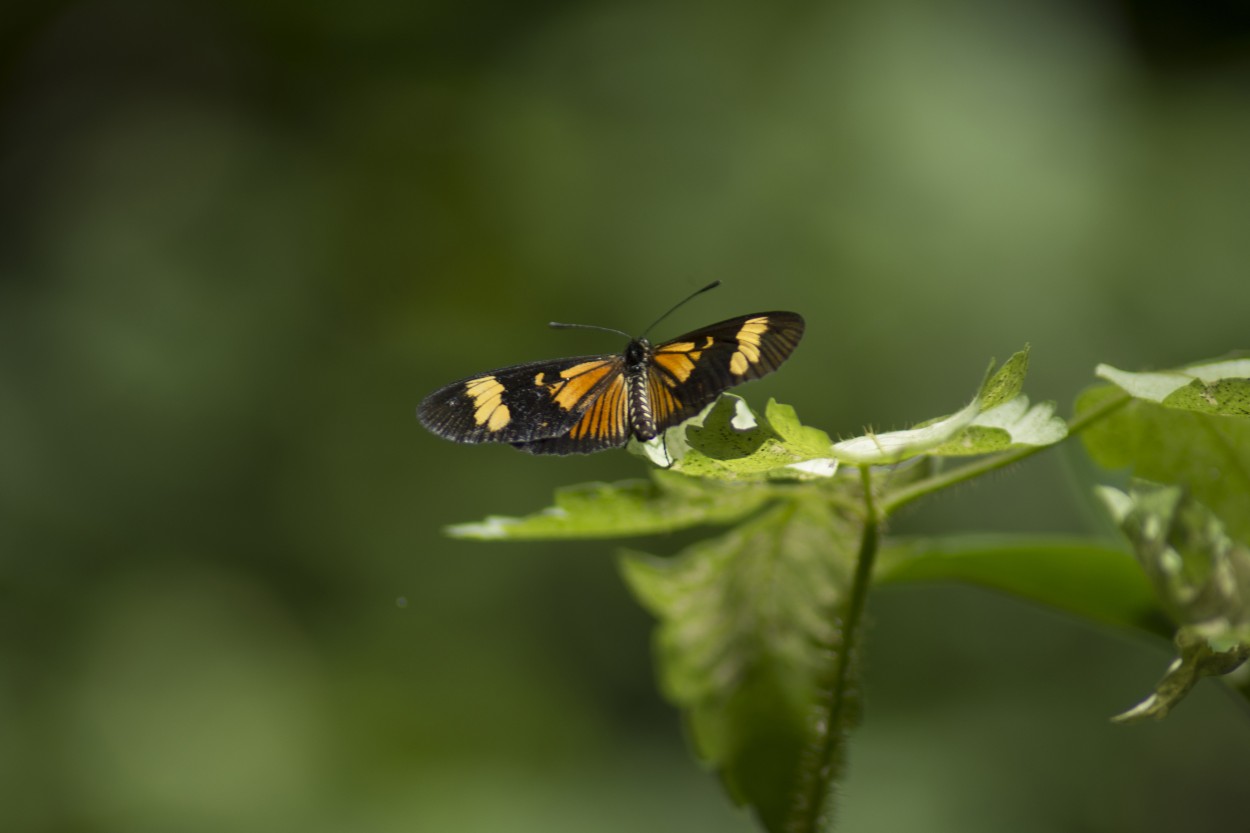 Negra y naranja