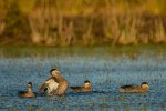 patos