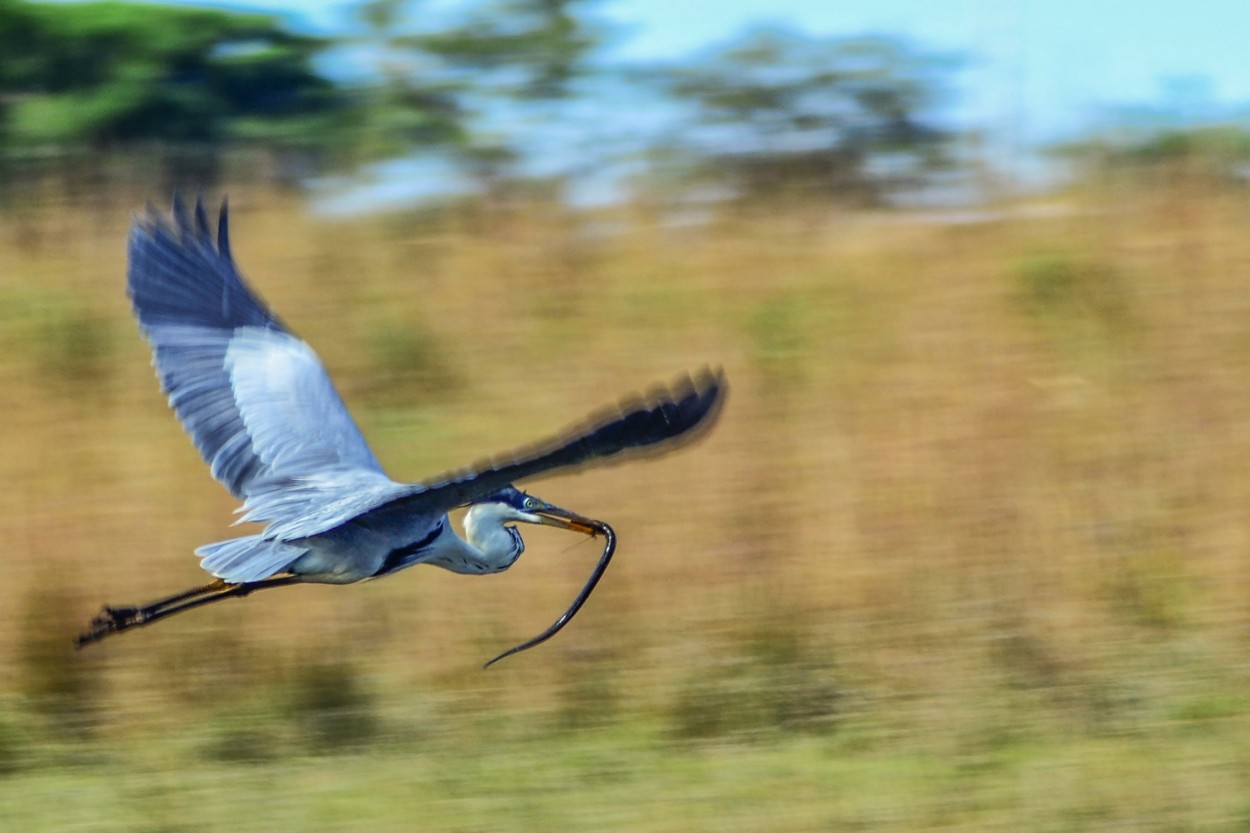 vuelo