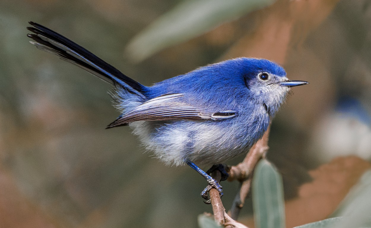 Tacuarita Azul