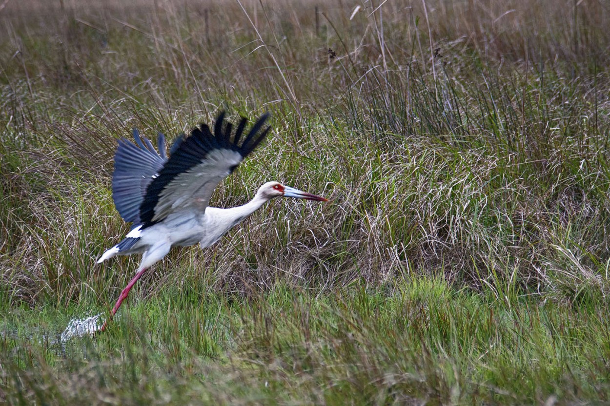 Levantando vuelo 