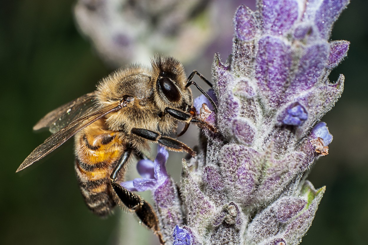 Una abeja en la lavanda