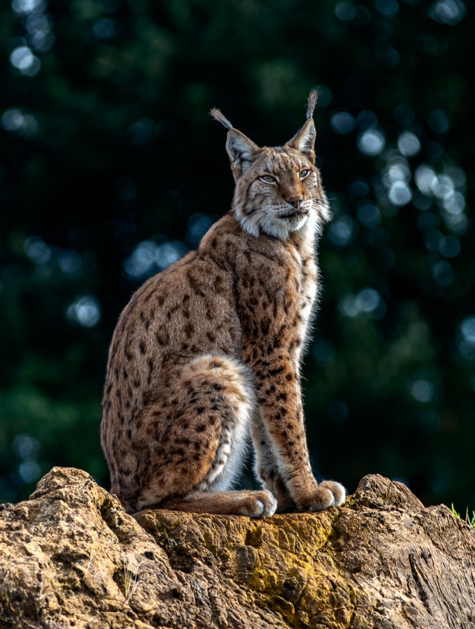 lince. Parque Carbaceno.Espaa.