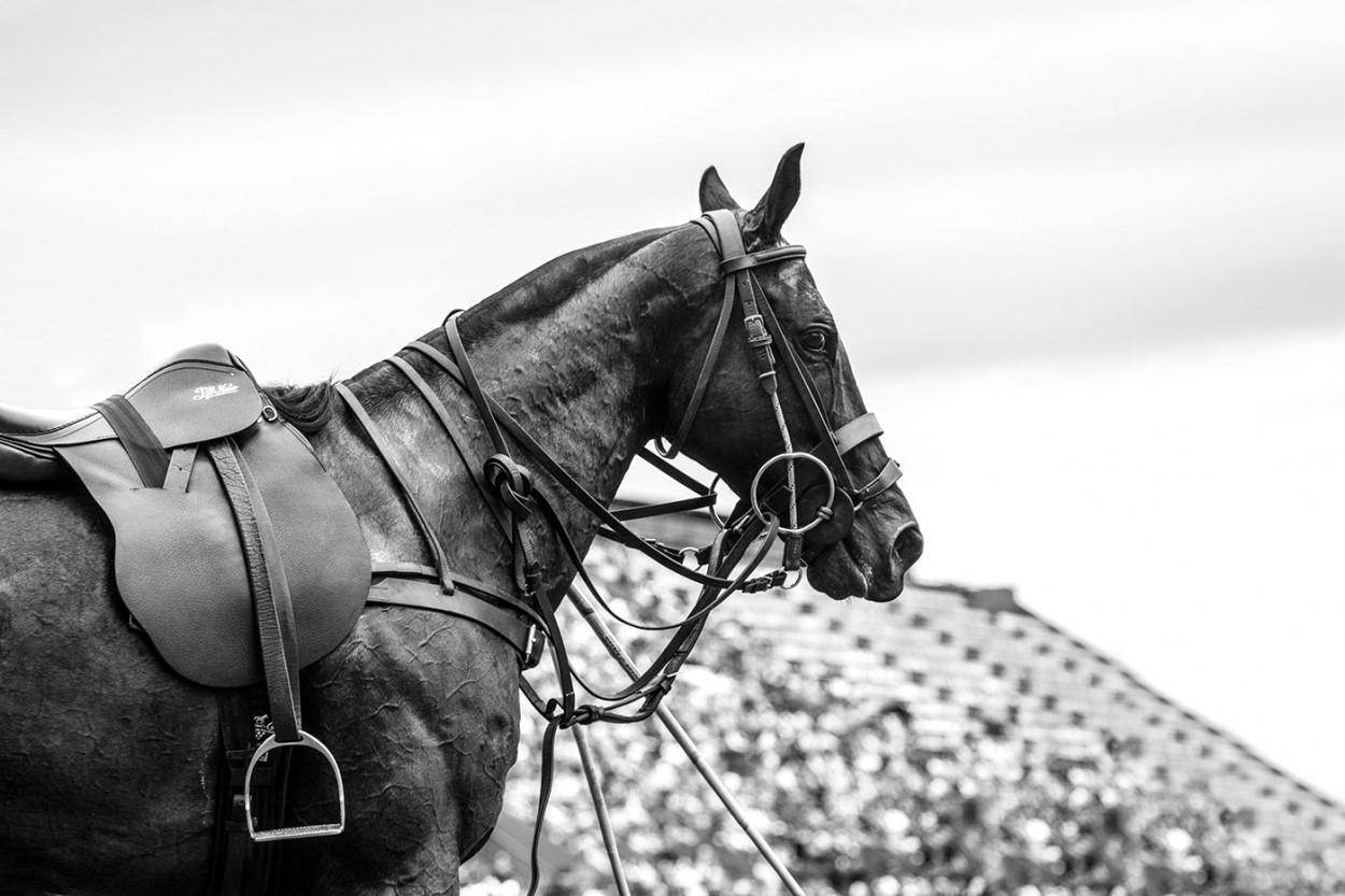 La estatua equina