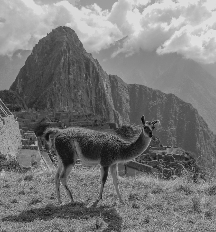 Habitante del Machu Pichu