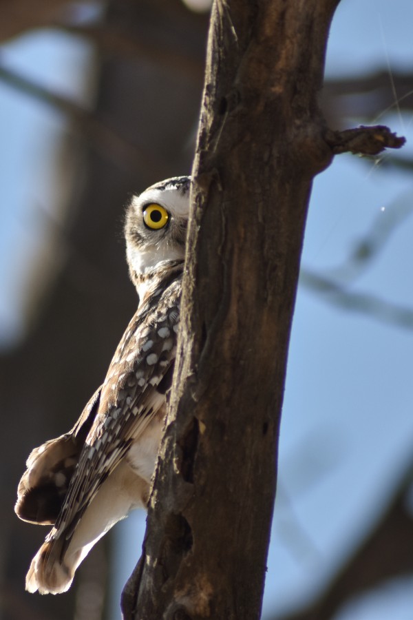 Mirada