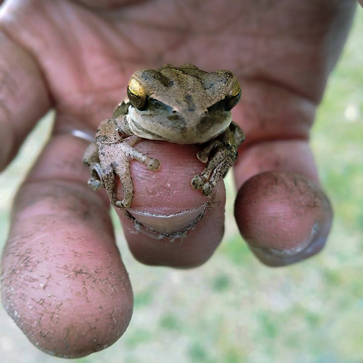 la nueva mascota