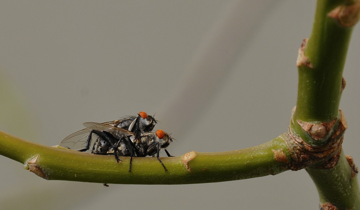 Moscas sarphofogus apareando