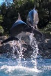 Delfines jugando