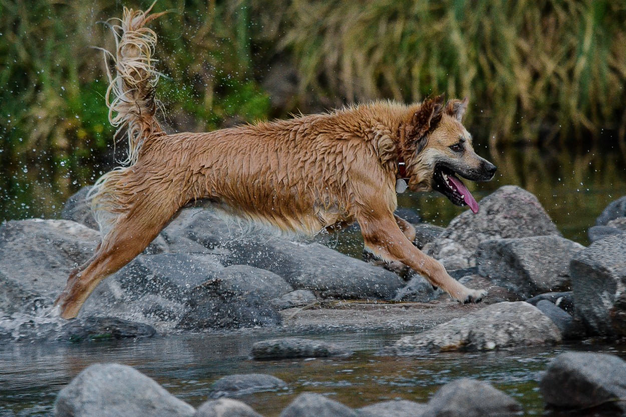 Salto de jbilo