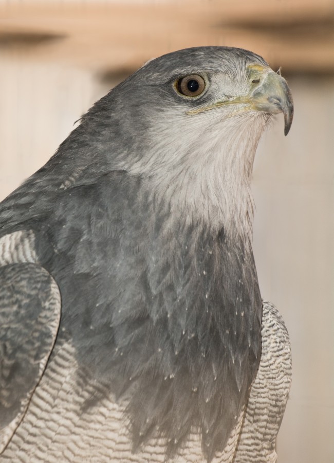 guila mora en refugio