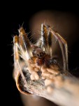 Araneidae sp