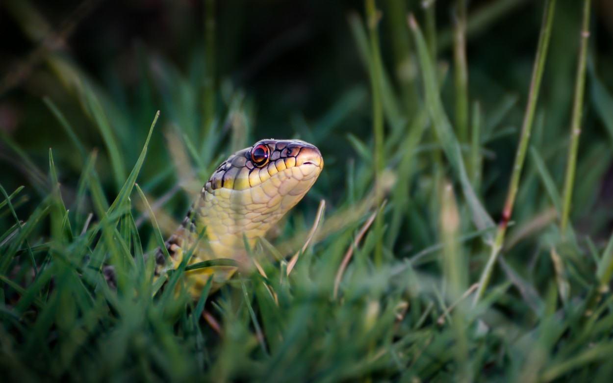 Culebra Listada (Lygophis anomalus)