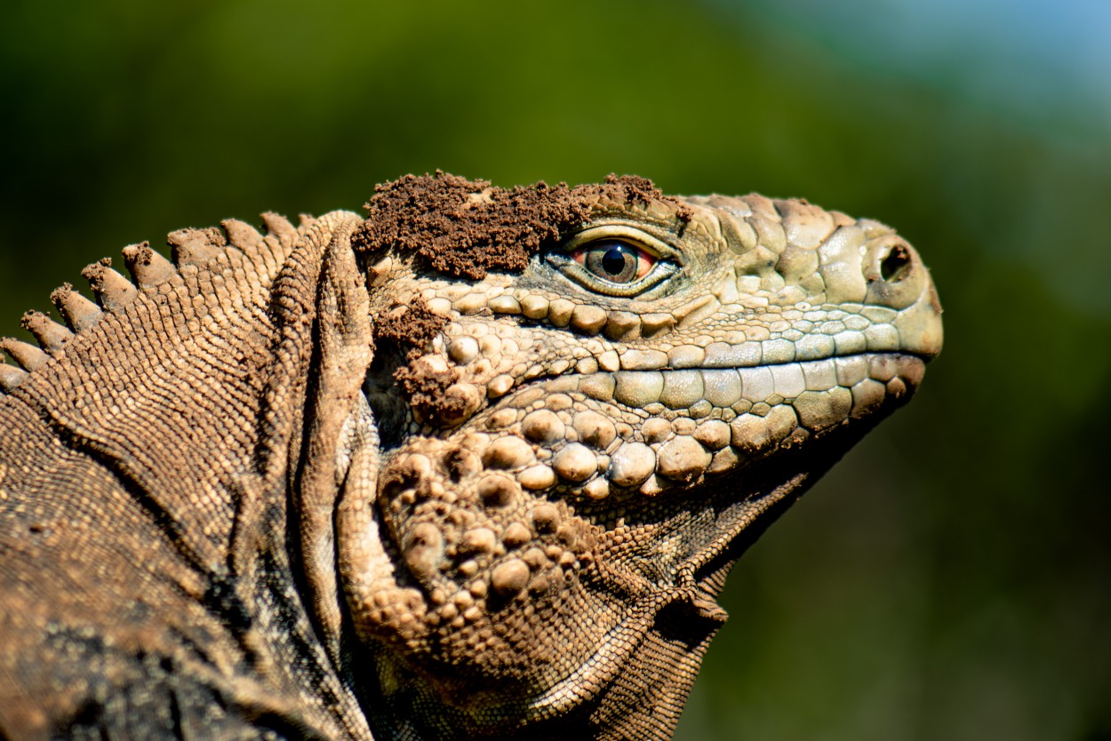 Iguana