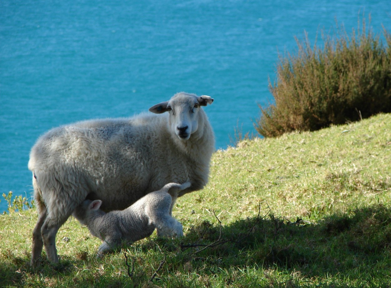 Maternidad