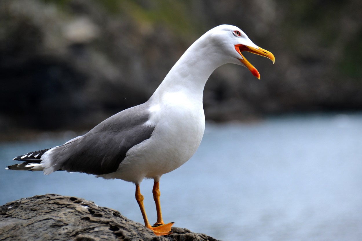 La gaviota alegre