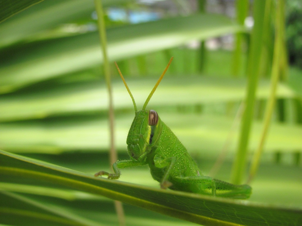 Todo est verde...