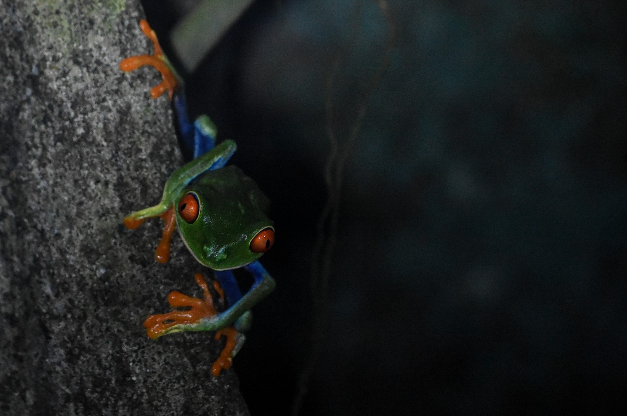 Rana de ojos rojos. Costa Rica