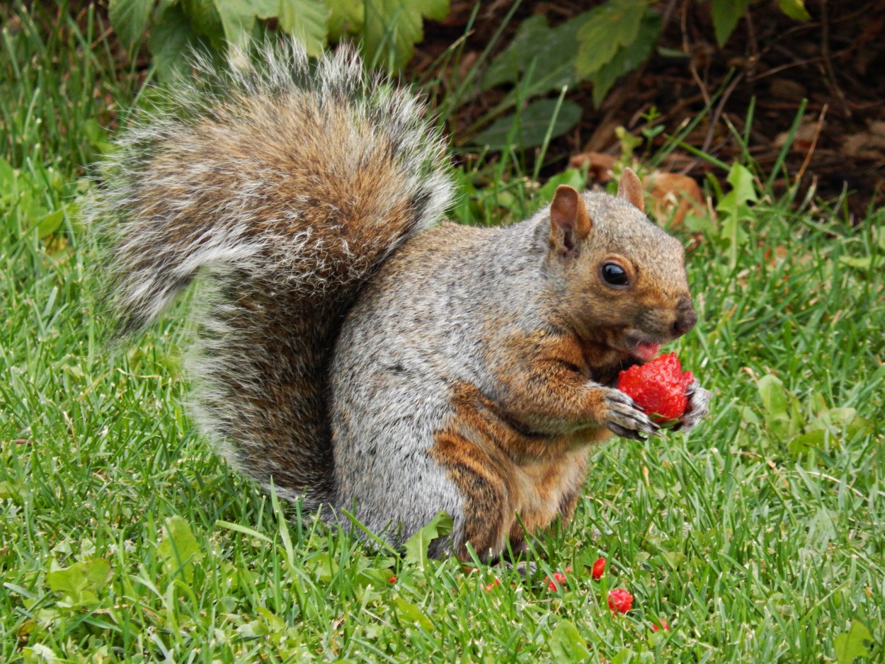 Me gustan las frutillas!