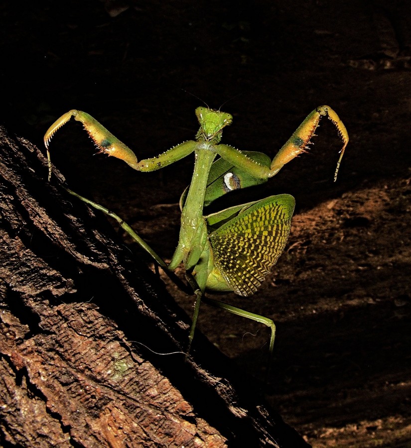 danza de mamboret