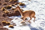 Entre la nieve y la roca